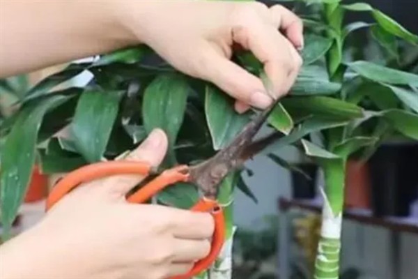 崖柏盆景的栽培方法，栽种前将多余的根系剪除掉