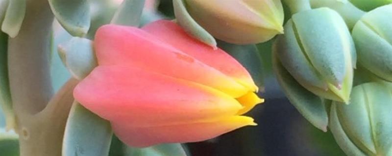 玉蝶会不会开花，玉蝶是会开花的
