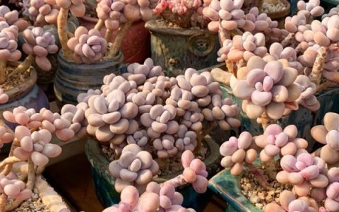 多肉植物施什么肥易爆盆，可以施氮肥、磷肥等