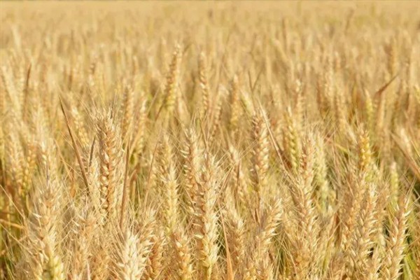 多肉植物施什么肥易爆盆，可以施氮肥、磷肥等