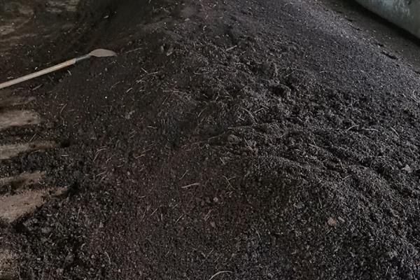 广玉兰怎么繁殖，以播种、嫁接为主