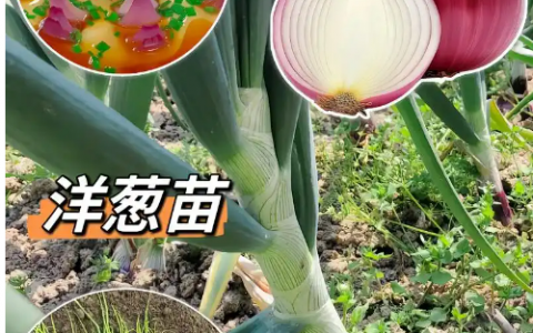 洋葱什么时候种?怎么选择育苗品质