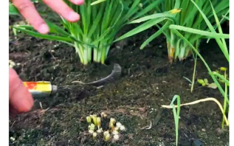 韭菜收割频繁导致生长缓慢的补救方法，有哪些建议