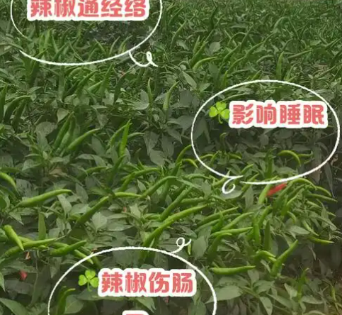 辣椒苗移栽后几天可以打药？掌握辣椒科学打药时间