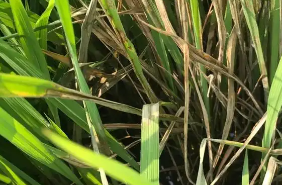 水稻赤枯病的特征与应对策略