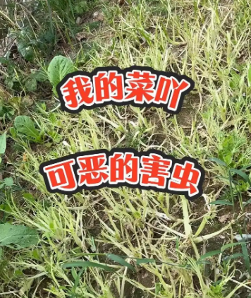 农田蔬菜遭蜗牛侵害？这些农药治蜗牛效果超棒！