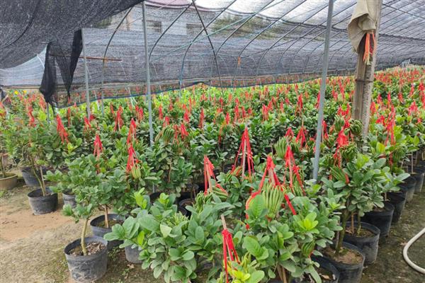 怎么养活刚买的梅花老桩，上盆前需对根系进行修剪和消毒