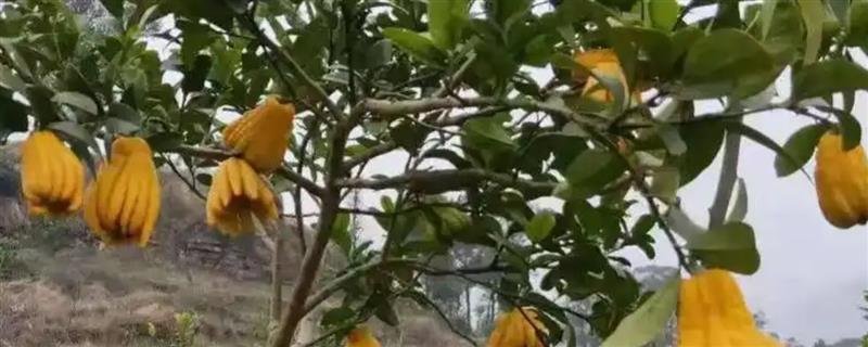 种植佛手用哪种土壤，土层深厚、有机物丰富的砂壤土有利于它生长