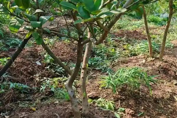 种植佛手用哪种土壤，土层深厚、有机物丰富的砂壤土有利于它生长