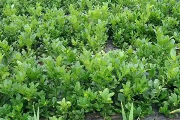 种植佛手用哪种土壤，土层深厚、有机物丰富的砂壤土有利于它生长
