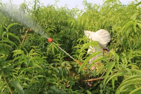 种植红瓜子亩产几斤，与土地有关