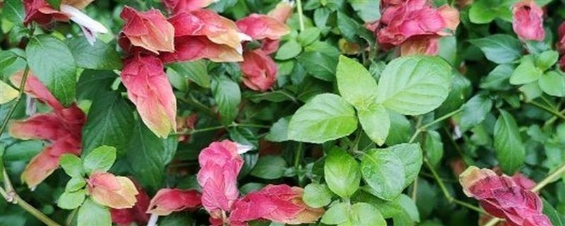虾衣花有没有毒，是没有毒性的