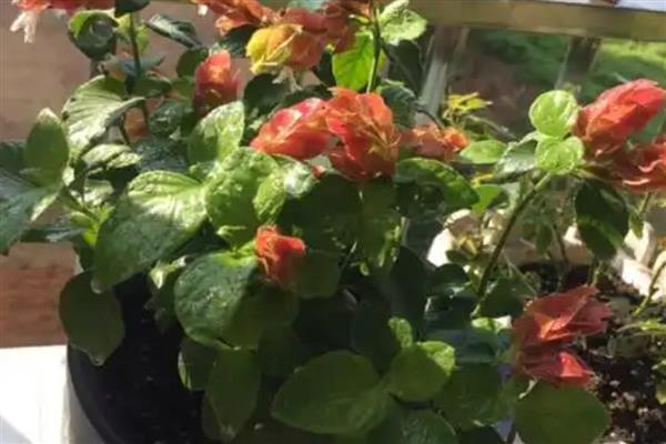 虾衣花有没有毒，是没有毒性的