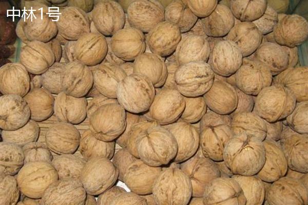 新玉米不能喂猪的原因，含水量过多且难以消化吸收