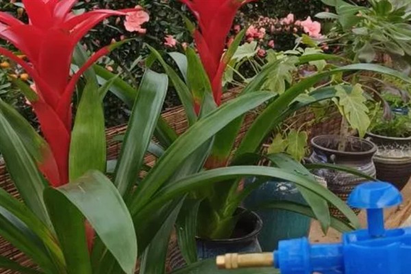 给猫咪喂食猫草片的作用，可帮助猫咪将体内堆积的毛球