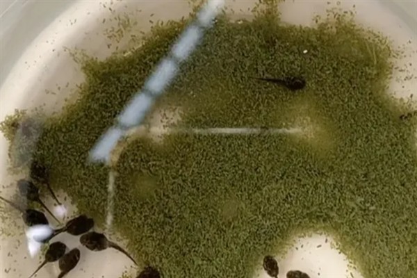 换盆后花卉萎蔫能否成活，养护得当便不会死亡