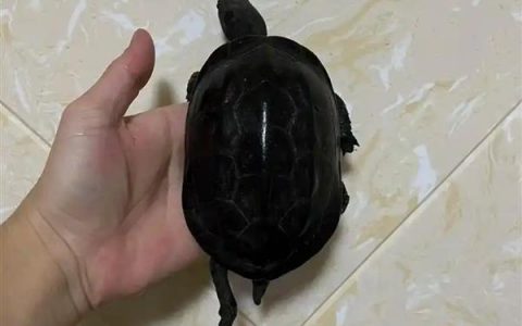 杂色草龟能变墨龟吗，一般情况下是无法变成墨龟的