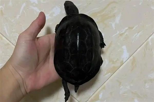 杂色草龟能变墨龟吗，一般情况下是无法变成墨龟的
