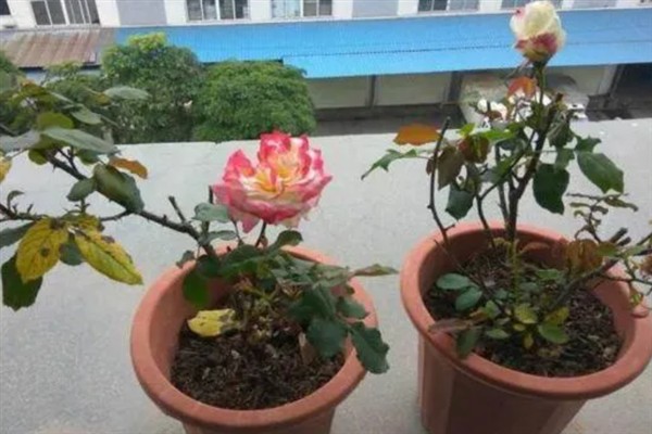 玫瑰花的生长习性，生长适温为15-25℃