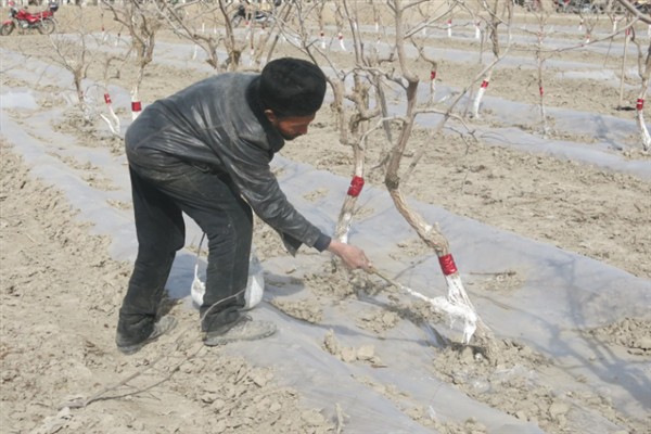 梭边鱼烹饪前要刮鱼鳞吗，无需刮鱼鳞