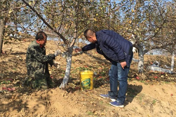 果树涂杆肥有效果吗，能起到增强树体营养、促进花芽分化等效果