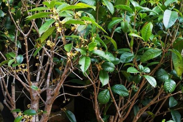 日香桂怎么养殖，多施磷肥可让它持续开花