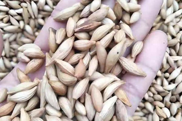 日香桂怎么养殖，多施磷肥可让它持续开花