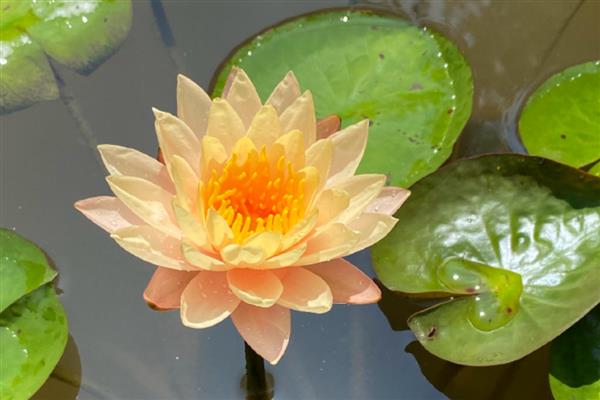 芙蓉花叶子打卷的原因，可能是强光暴晒或水分过多所致