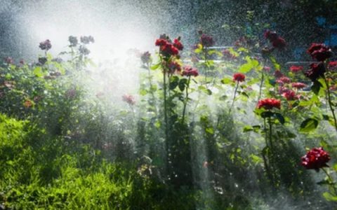 为什么这些花喜欢啤酒水？常见有君子兰、兰花、栀子花等