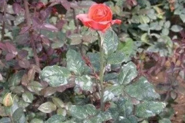 哪些花喜欢啤酒水，常见的有君子兰、兰花、栀子花等