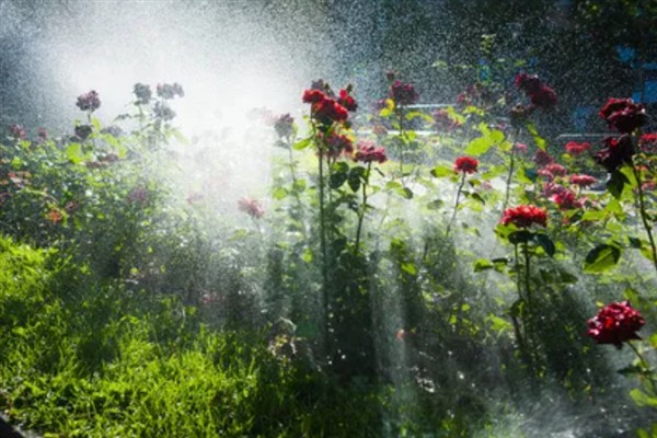 种水稻在什么节气，春季通常为春分、清明和谷雨等节气