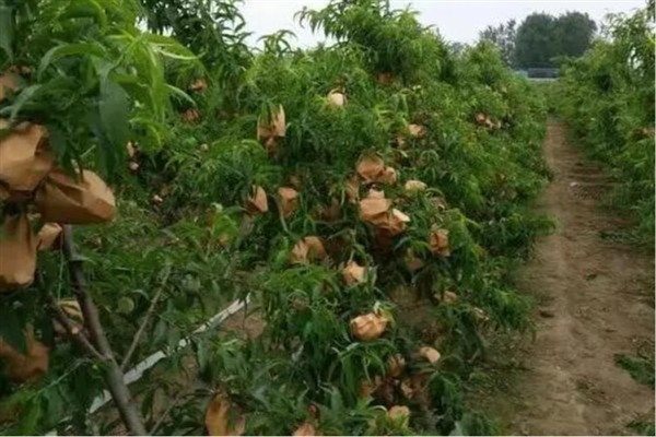 秋玉米如何进行板田免耕栽培，开挖围沟和腰沟可防止田间积水
