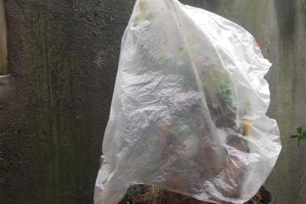 如何扦插茉莉花才能快速生根，用刀斜切枝条底端可促进养分吸收