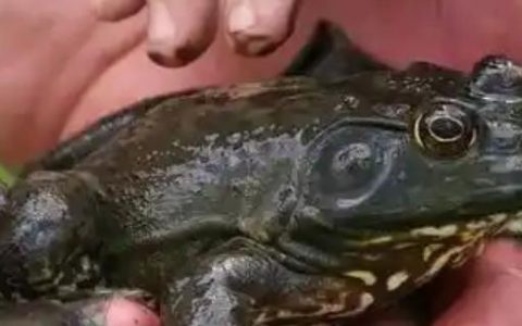 什么温度会导致牛蛙冻死？降到-15℃以下会死亡吗？