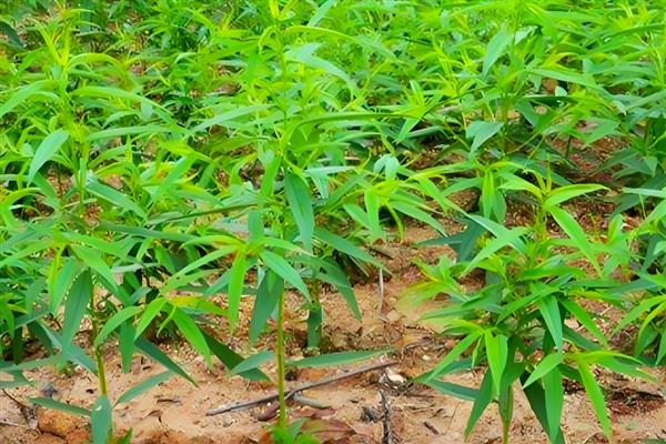 怎么种植向日葵，点播深度为3-5厘米