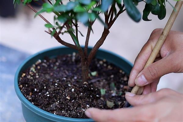 给杜鹃花换盆要注意什么，换盆前半个月要减少浇水
