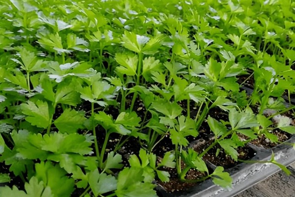 十大经典浮漂的简介，阿卢浮漂因灵敏稳定、做工精良而备受青睐