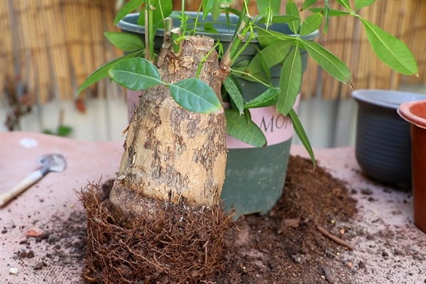 发财树怎么种植，种植后将其移到半阴处养护