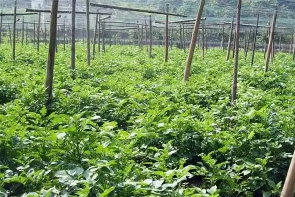 发财树怎么种植，种植后将其移到半阴处养护