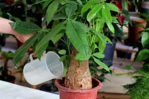 发财树怎么种植，种植后将其移到半阴处养护
