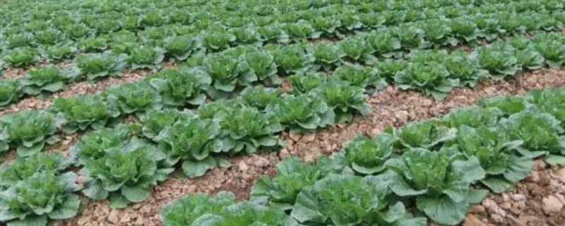 果树冬季施哪种肥料，可以施有机肥、复合肥等