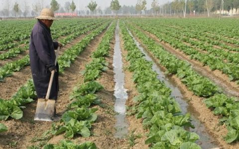 杨树苗的育苗方法：通常采用扦插繁殖技术