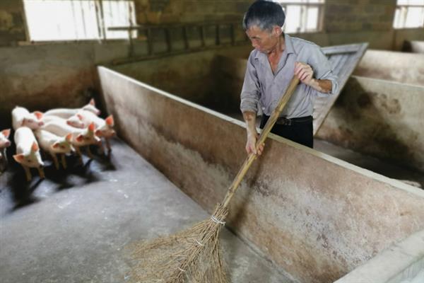 猪眼睛发红不吃食是得了什么病，可能是患有了水肿病