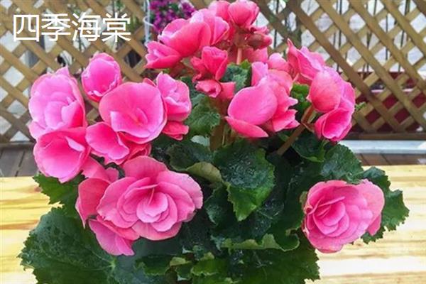哪些植物可以吸收甲醛，常见芦荟、吊兰、虎尾兰等品种