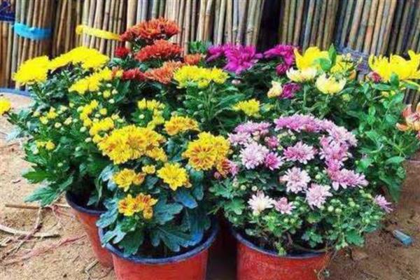 荷兰菊开完后如何养护，将残花连同花茎一起剪除可节省养分