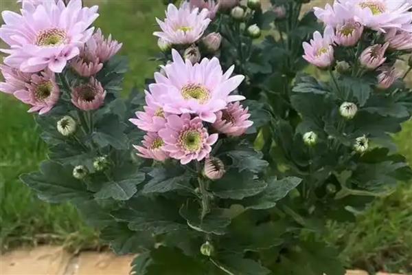 荷兰菊开完后如何养护，将残花连同花茎一起剪除可节省养分