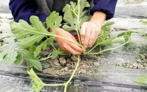 防治水稻负泥虫的关键方法：发生盛期用扫帚扫虫清除