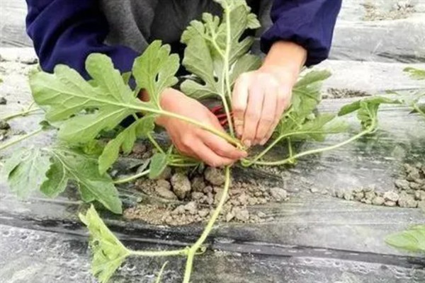 防治水稻负泥虫的方法，发生盛期可用扫帚扫虫