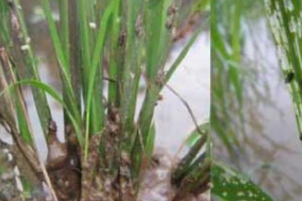 防治水稻负泥虫的方法，发生盛期可用扫帚扫虫