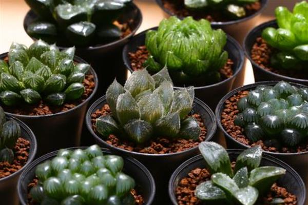 室内有哪些造氧最强植物，常见的有绿萝、芦荟和吊兰等